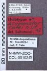 Etiketten zu Aliteus reichei (NHMW-ZOO-COL-0010245)